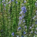 로즈마리 이미지