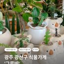 수완현진에버빌1단지경로당 | 광주 광산구 식물가게 '그루비', 내 방에 들인 작은 숲