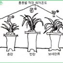 한국춘란 휴면기의 딜레마(dilemma) 동해(凍害)의 에방과 관리/03(한배관404) 이미지