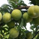 낙원농장2 이미지