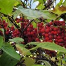 초리농장 이미지