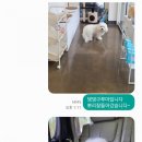 마이펫택시 이미지