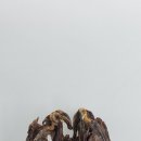 곳간-멍앤캣 이미지