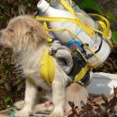 플란다스 개 이미지