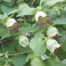 더덕이네 이미지