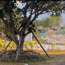 오얏리스테이 이미지