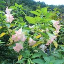 곡성-215 Daum카페
