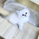 문캐터리 | 인생냥 만날 준비됐어? 서초네바마스커레이드분양 찐후기! 💖