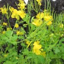 애기똥풀 이미지