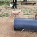 호돌이카 이미지