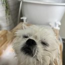 꼬무별 이미지