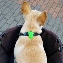 애견용품]<b>요세미티</b> <b>펫</b>웨어 강아지라이트 1NE♡