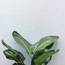 행복나무 | 을지로 사무실 개업화분 – 극락조·행복나무 설치 후기을지로 사무실 개업화분, 어떤 걸 골라야 할까