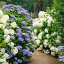 대박스타 이미지