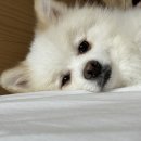 우복동 편백 펜션 이미지