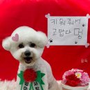 꿀독 | 꿀독 직접 보니 정리 잘 된 구성
