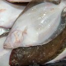 신안홍어 이미지