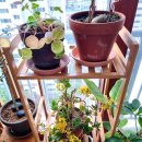 수직의 정원 | 베란다 정원 꾸미기 수직 세로 화분 정리대 대나무 선반 활용