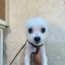 털찐친구들 이미지