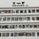 캣플헤븐 AK플라자금정점 이미지