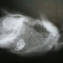 아크리스동물의료센터 이미지