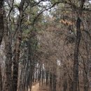 영신숲길2 | [강서나들이] 개화산(강서둘레길) 도심 속 작은 숲길 산책 – 강서구 개화산에서 찾은 여유와 풍경