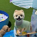 놀러오개 애견유치원 애견호텔 김해점 이미지