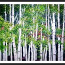 자작나무 이미지