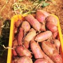 꿀밤농장 이미지