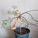 오렌지문 이미지