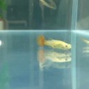 유영세탁소 이미지