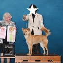 2025 Wine Country Kennel Club AKC Open Shows (Napa, CA) 이미지
