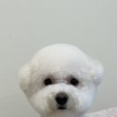 땡글하개 이미지