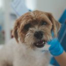 광주24시스카이동물메디컬센터 이미지