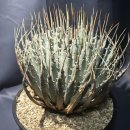 Agave Utahehsis. 아가베 우타헨시스 야생 대품 이미지