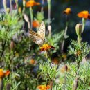 네발친구 이미지