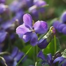 엠플란트치과의원 이미지