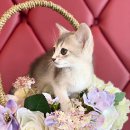 도그마루 강아지 고양이 양산화명점 이미지