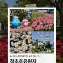 청초원 | 속초 아이와 함께 가볼만한 곳 청초호 유원지 튤립 명소