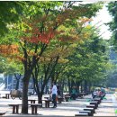 숲속노을로(2) 이미지