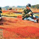 충남 서천 마량리 ‘동백꽃 주꾸미 축제’ 이미지