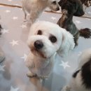 개님살롱 이미지