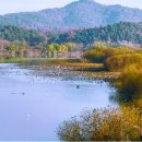 우포의 숲속 이미지