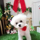 쪼쪼애견 이미지