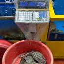 수협할인마트 | 수협강서수산시장 꽃게구매방법 땡글이수산 내돈내산