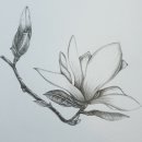 색연필로 그리는 꽃, 보태니컬 아트 이미지
