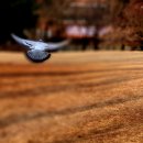 영등포공원 이미지