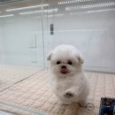 이정훈 강아지 이미지