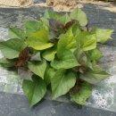 아지네농장 이미지