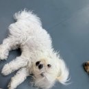 mm애견공방 이미지